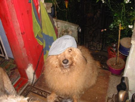 Odino