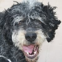 Paco