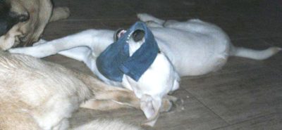 Pünktchen