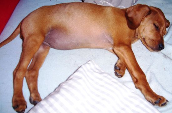 Susi