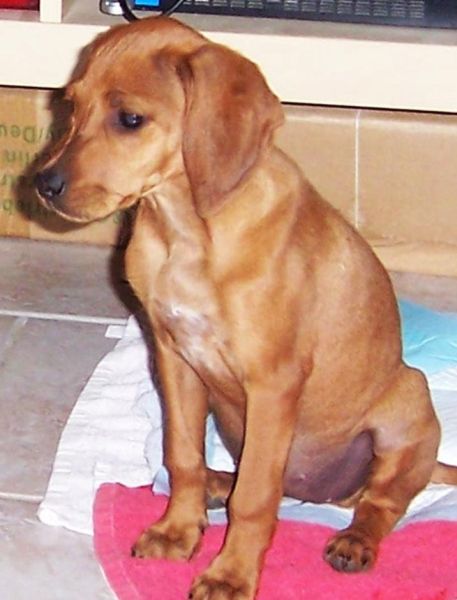 Susi