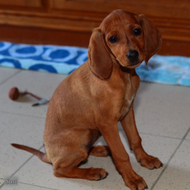 Susi