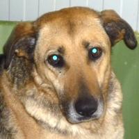 Shila