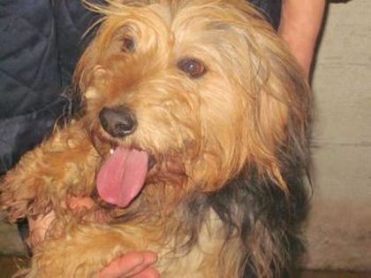Tobia