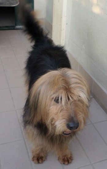 Tobia