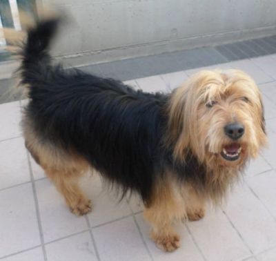 Tobia