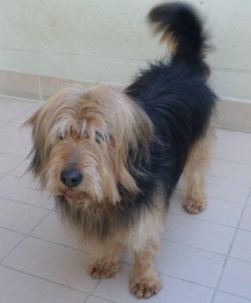Tobia