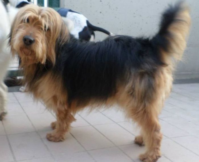 Tobia