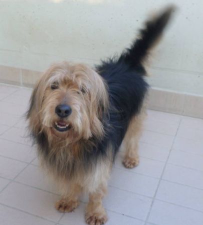 Tobia