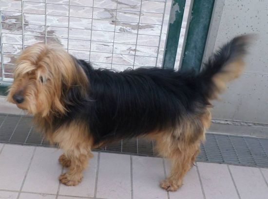 Tobia