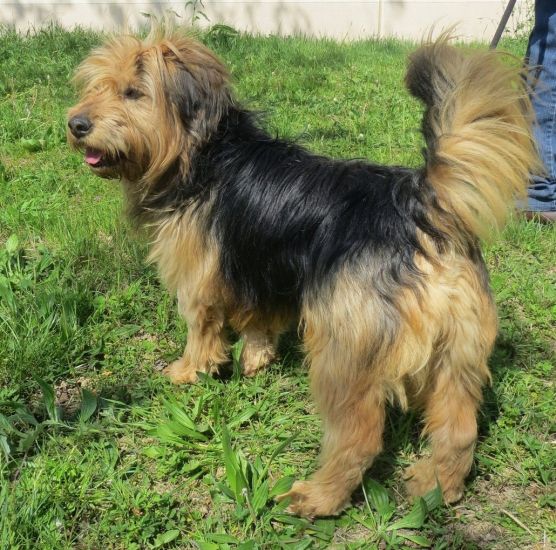 Tobia