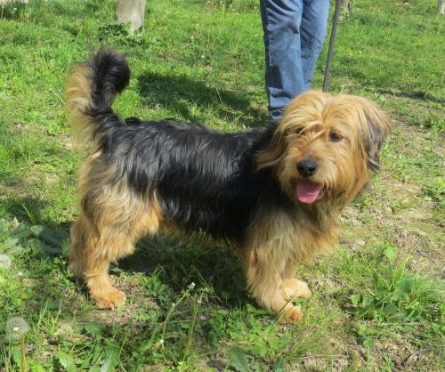 Tobia