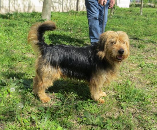 Tobia