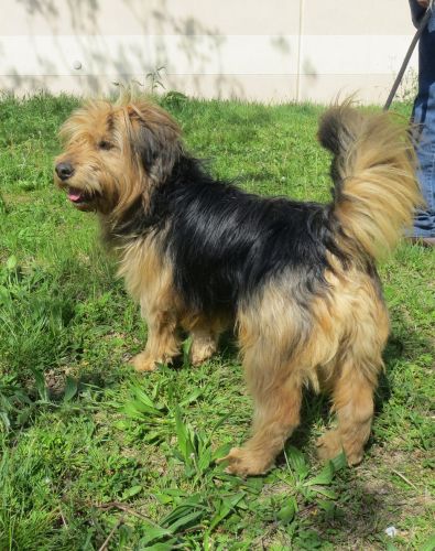 Tobia
