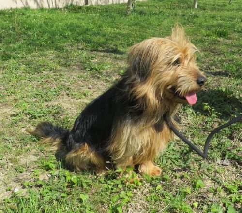 Tobia
