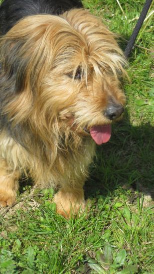 Tobia