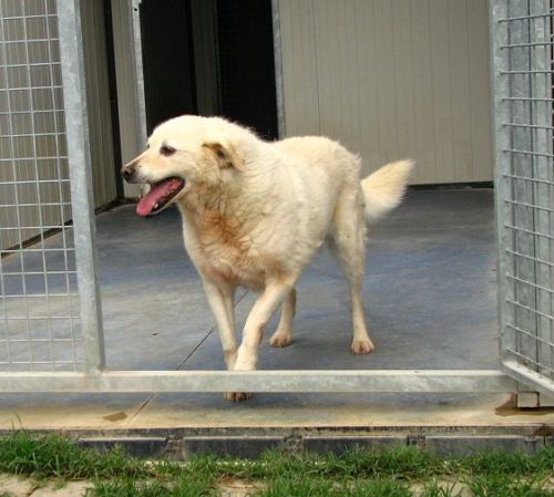 Vento