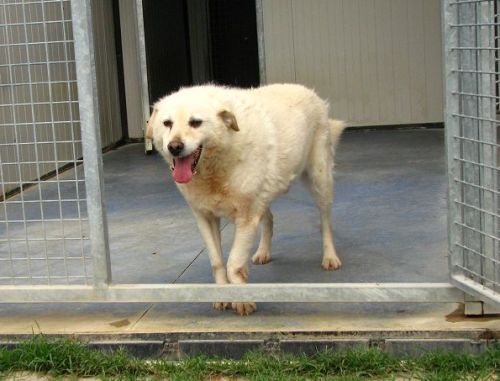 Vento