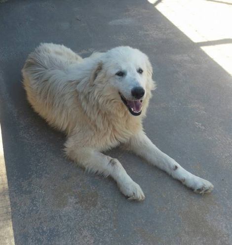 Amos