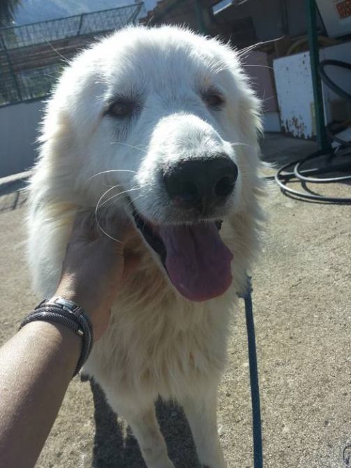 Amos