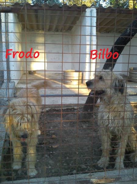 Bilbo