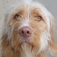 Bowie