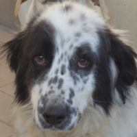 Cora