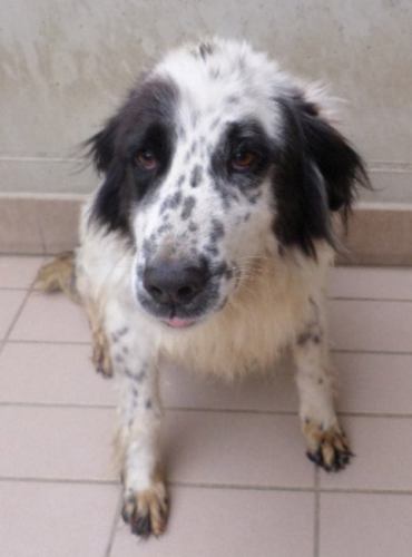 Cora