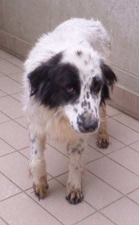 Cora