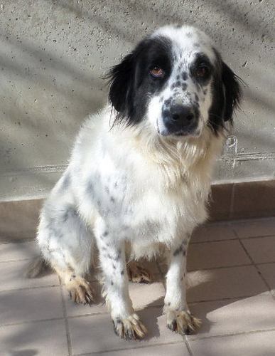 Cora