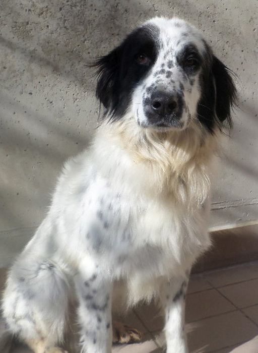 Cora
