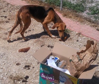 Gipsy