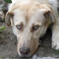 Lio