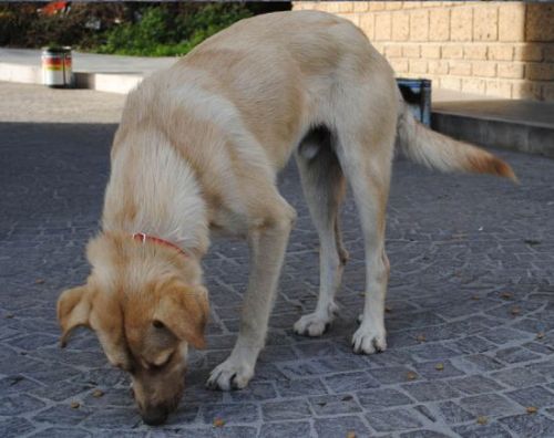 Lio