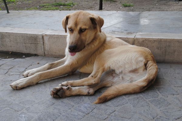 Lio