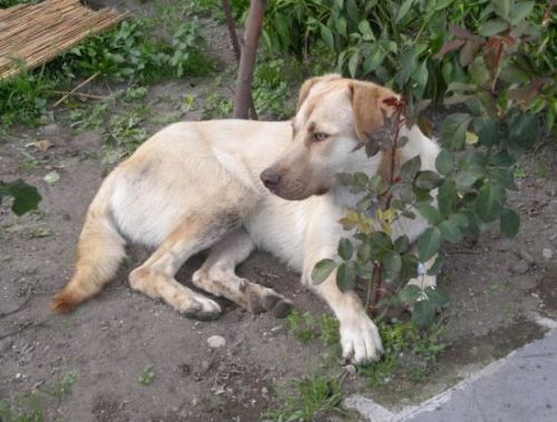 Lio