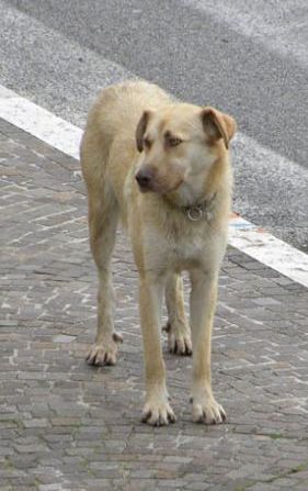 Lio