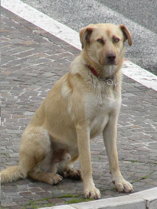 Lio