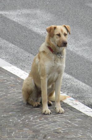 Lio