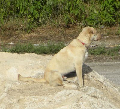 Lio