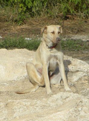 Lio