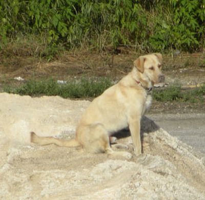 Lio