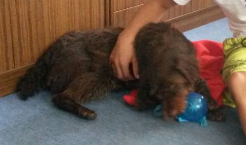 Lola