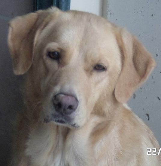 Lola