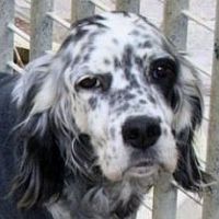 Macchia