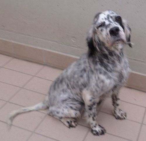 Macchia