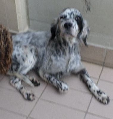 Macchia