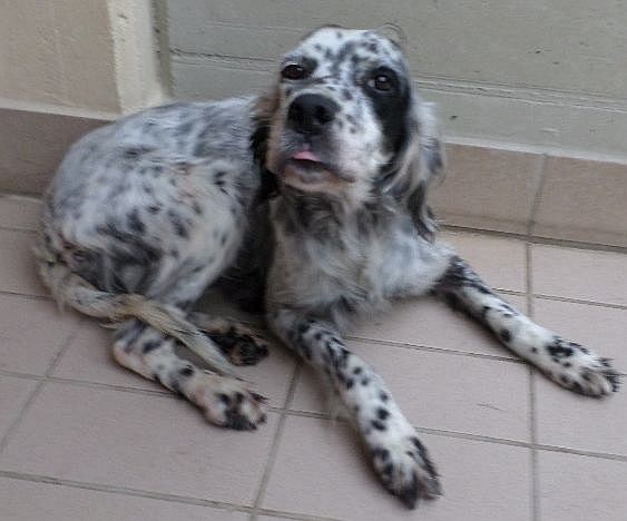 Macchia