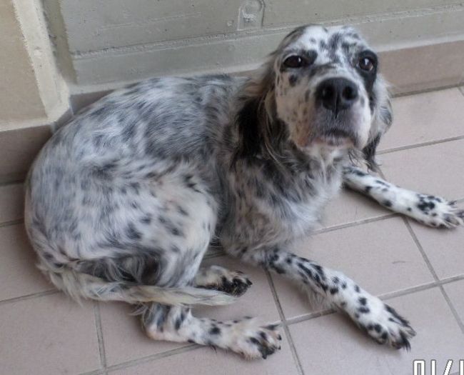 Macchia