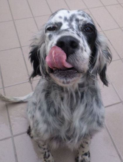 Macchia